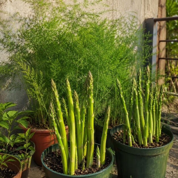 Green_Asparagus_Seeds_06