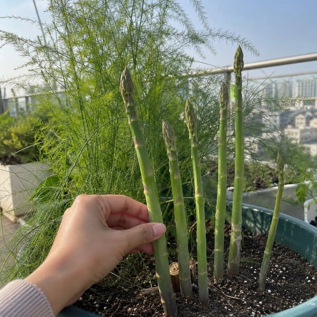 Green_Asparagus_Seeds_12