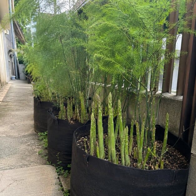 Green_Asparagus_Seeds_13