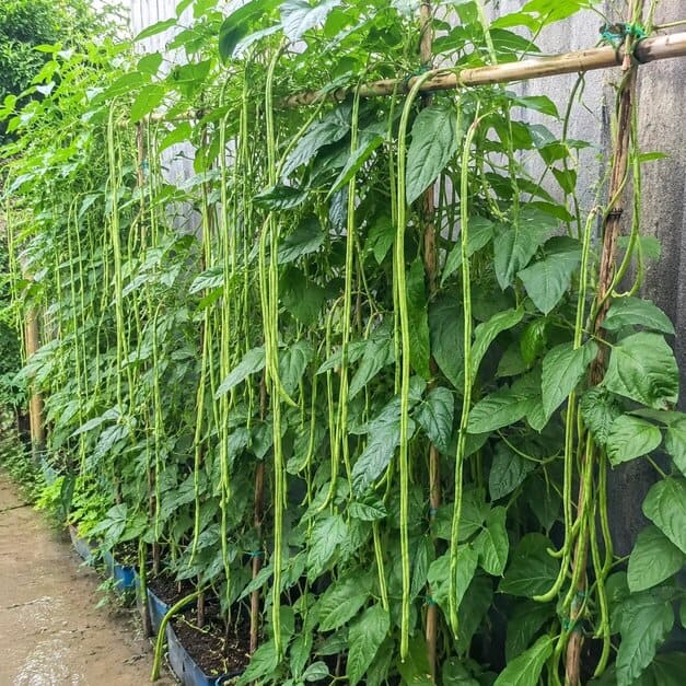 Pole_Sitao_Seeds_06