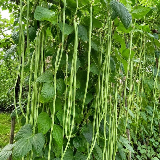 Pole_Sitao_Seeds_12