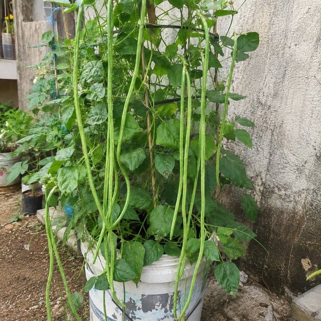 Pole_Sitao_Seeds_15