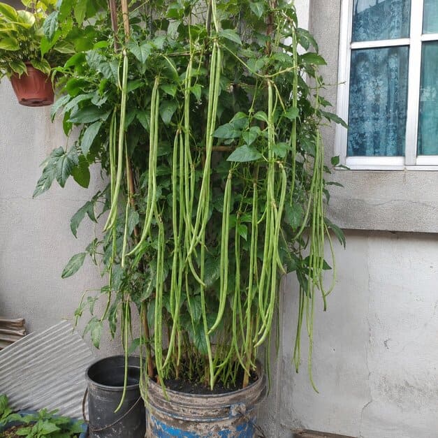 Pole_Sitao_Seeds_16