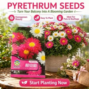 Pyrethrum Seeds