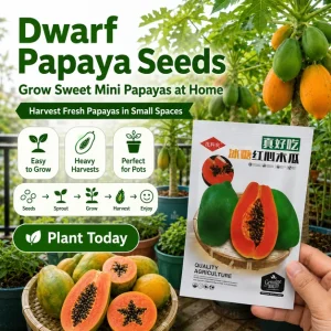Dwarf Papaya Seeds