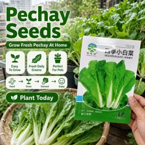Pechay Seeds