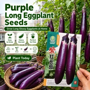 Long Purple Eggplant Seeds