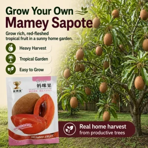 Mamey Sapote Seeds